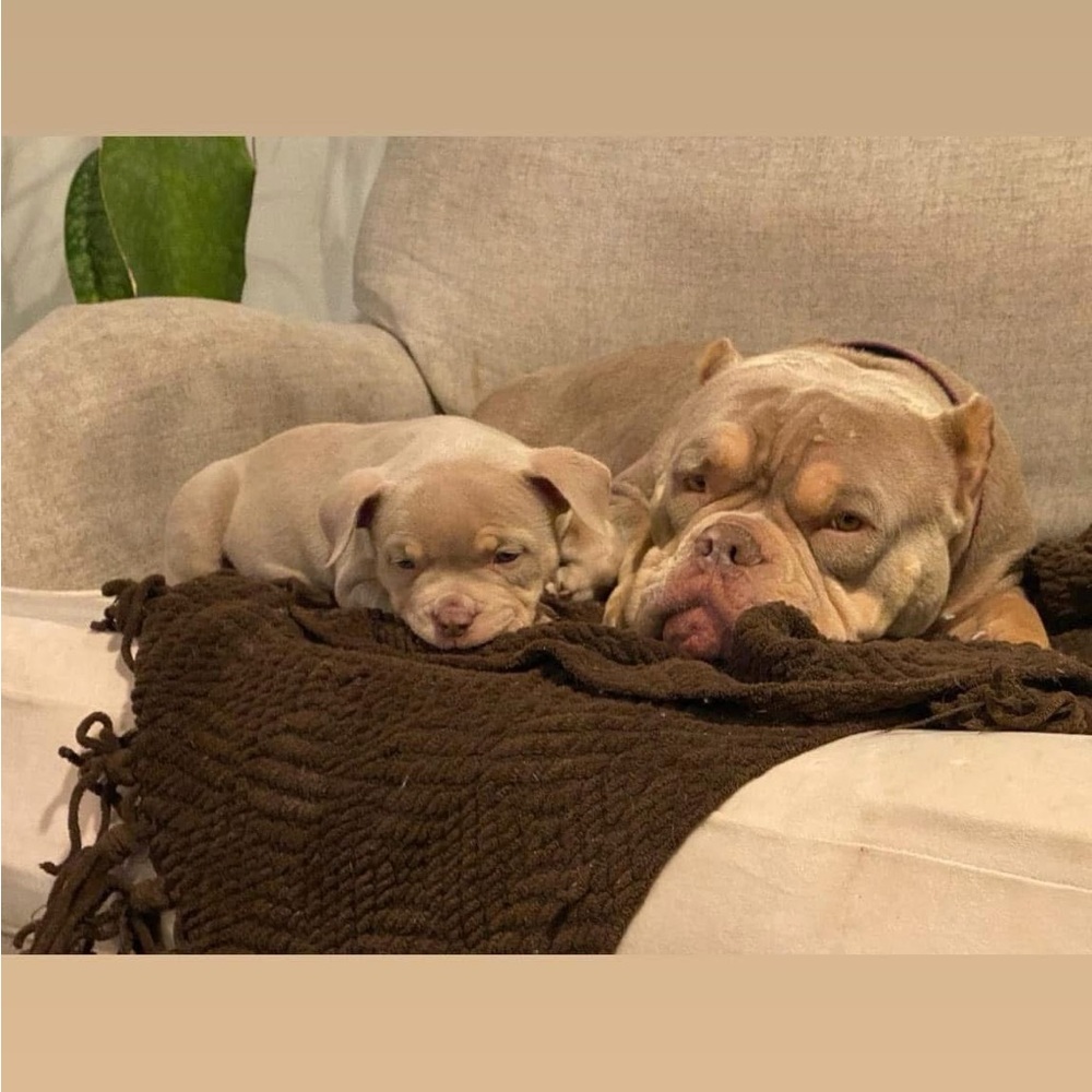 Plush Brown Dog Blanket for Ultimate Comfort